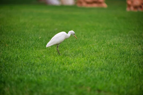 くちばしが下に傾いている緑の草の上に立っている白い挨拶の浅い焦点ショット — ストック写真