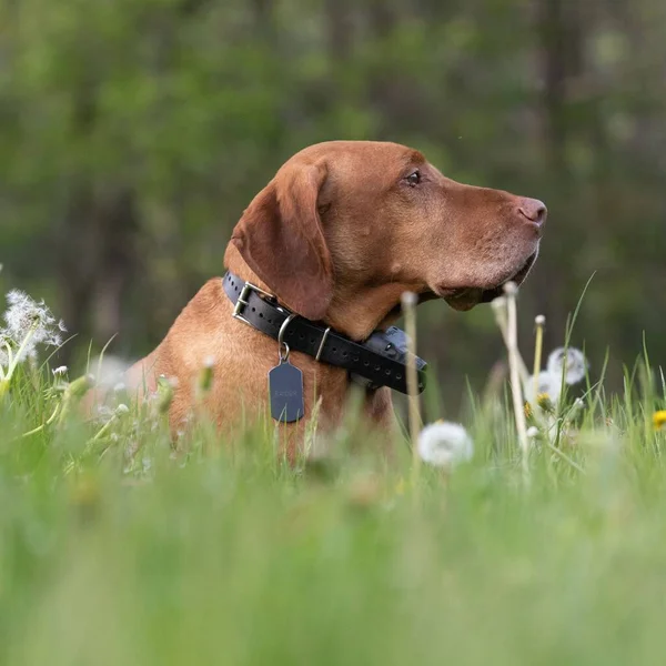 Gün Boyunca Yeşil Bir Tarlada Güzel Bir Vizsla Köpeği Resmi — Stok fotoğraf