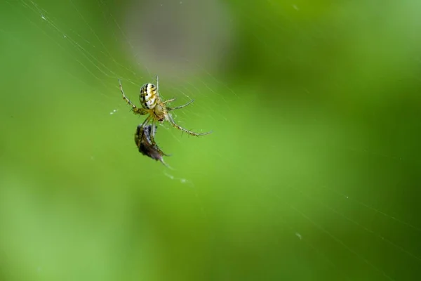 Ένα Κοντινό Πλάνο Ενός Mangora Acalypha Έναν Ιστό Αράχνης — Φωτογραφία Αρχείου