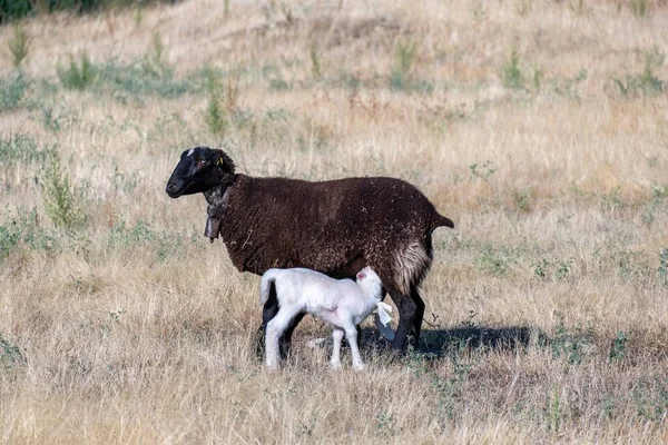 Две Маленькие Овцы Овечка Сосущие Молоко Вымени Матери — стоковое фото