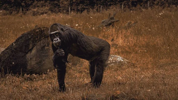 Egy Imádnivaló Kíváncsi Gorilla Száraz Mezőn — Stock Fotó