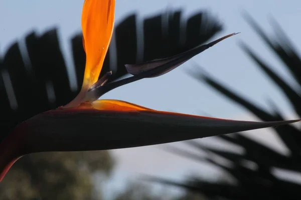 Primer Plano Una Flor Grúa — Foto de Stock