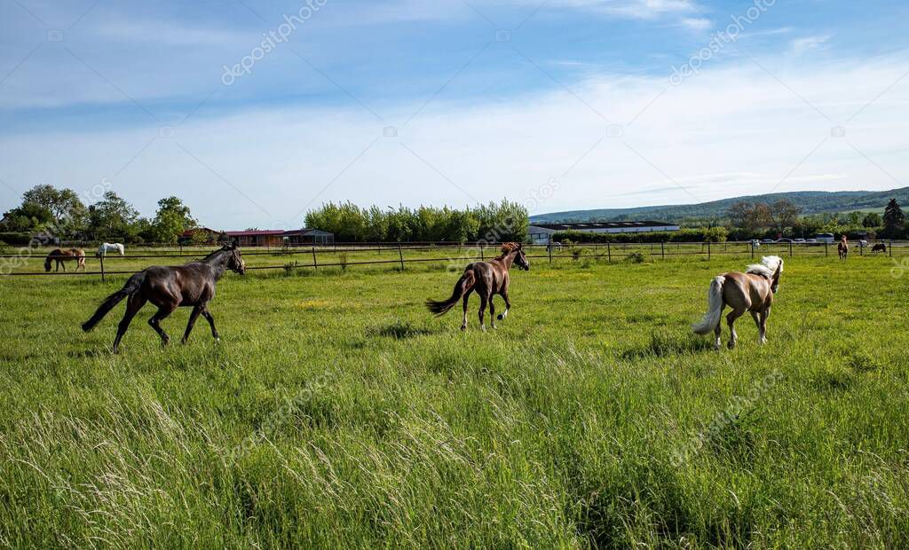A group of brown horses running through a green pasture