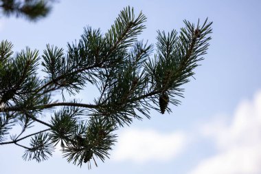 Güneşli bir günde alınmış kozalaklı çam dalı