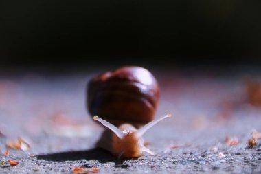 Seçici odak noktası yerde sürünen bir salyangoz.