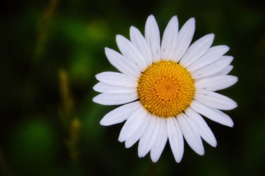 Bahçedeki papatya çayının seçici odak noktası.