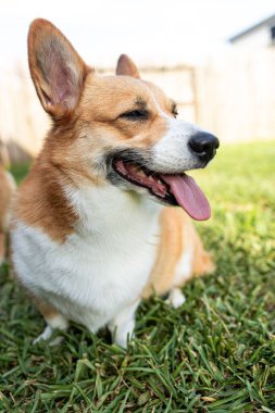 Parktaki sevimli Pembroke Galli Corgi dilimizle bize bakıyor.