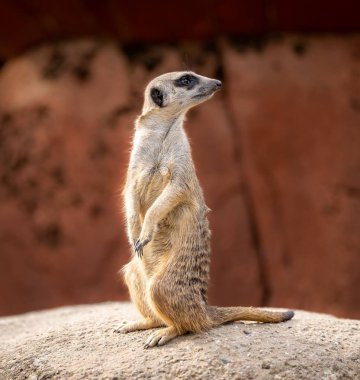 Bir mirketin dikey makro görüntüsü.