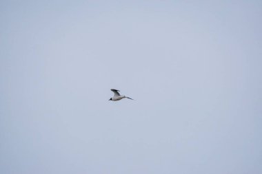 Havada uçan güzel bir kuşun yakın plan çekimi.