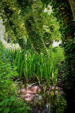 Meerdaalwoud Ulusal Ormanı, Oud-Heverlee, Belçika 'da çimen ve ağaçların dikey görüntüsü