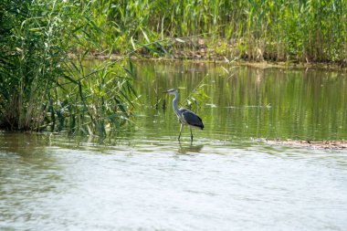 Gri balıkçıl güzel göl kenarında yakın plan bir fotoğraf.