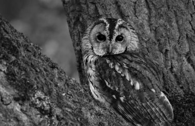 Siyah beyaz bir baykuşun, ağacın yanında çekilmiş yakın plan bir fotoğrafı.