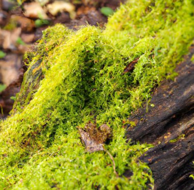 Güneş ışığının altındaki yosunla kaplı bir ağaç kütüğünün yakın çekimi bulanık bir arkaplan ile