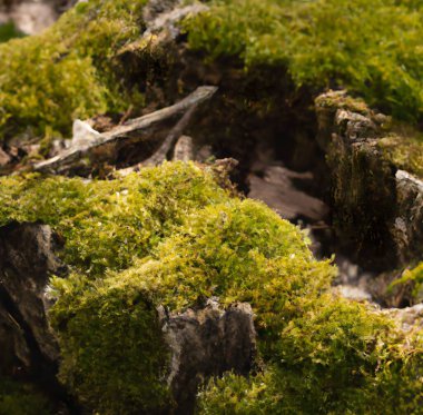 Güneş ışığının altındaki yosunla kaplı bir ağaç kütüğünün yakın çekimi bulanık bir arkaplan ile