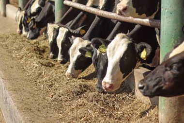 Bir grup genç süt ineği çiftlikte yiyip poz veriyor.