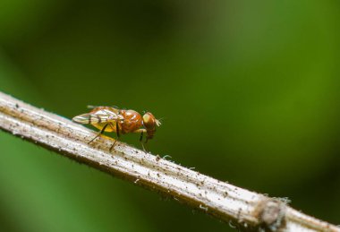 Bir meyve sineğinin yakın çekimi, Drosophila melanogaster bir bitki sapında.