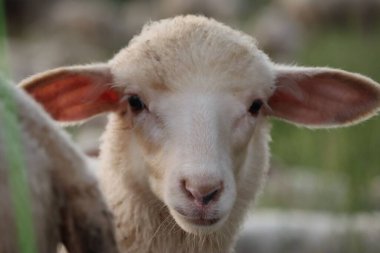 Büyük kulaklı, yeşil çitli bir koyun yavrusu.