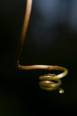 Siyah arkaplanda karıncaların izole edildiği sarmaşık sarmaşığının dikey görüntüsü.