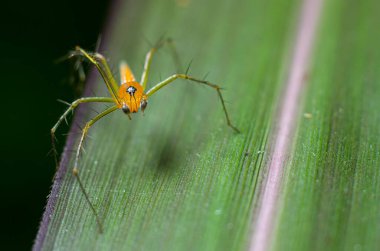 Oxyopes Salticus 'a yakın çekim, vaşak örümceği, genellikle çizgili vaşak örümceği olarak bilinir..