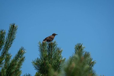 Ağaçtaki benekli fındıkkıranın yakın plan fotoğrafı.