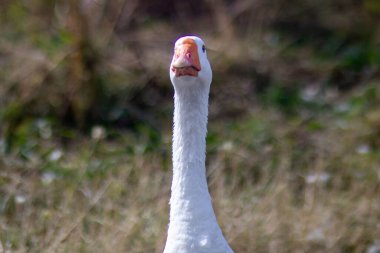 Kameraya bakan bir kazın boynundaki yakın plan fotoğrafı.