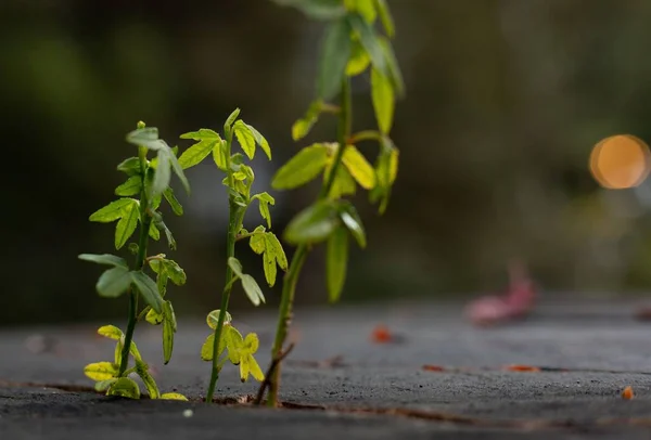 Detailní Makro Mladá Rostlina Kapradí Příroda — Stock fotografie