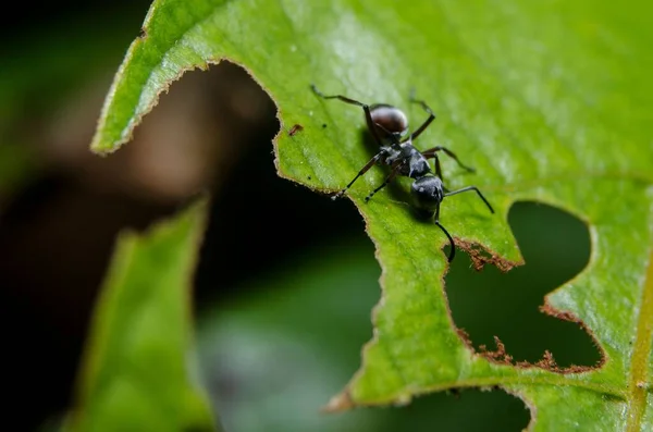 Yeşil Yapraklı Siyah Bahçe Karıncaları — Stok fotoğraf