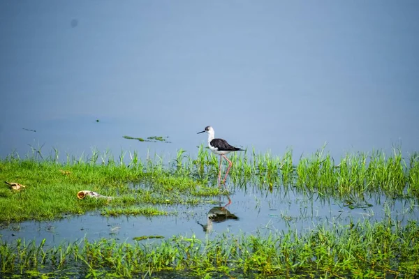 沼や湖の黒い羽状のもの ヒマントプスヒマントプス — ストック写真
