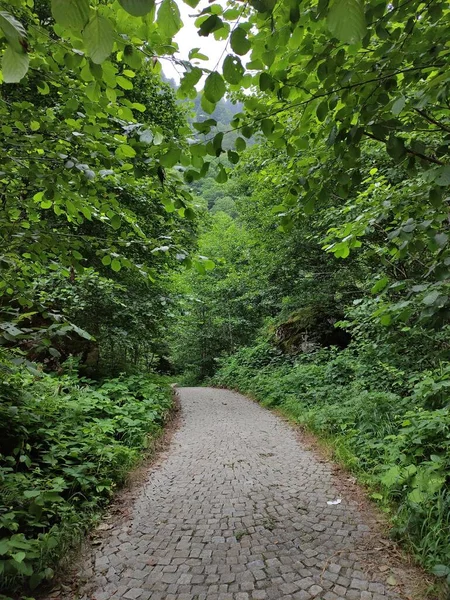 美しい森の中を通る道の垂直ショット — ストック写真