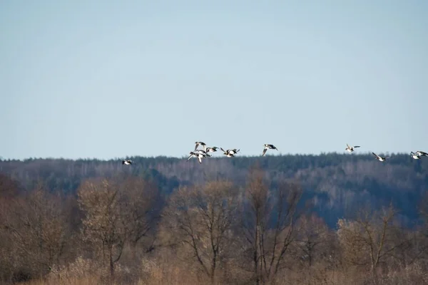 Lovitură Closeup Păsări Negre Care Zboară Aer Într Însorită — Fotografie, imagine de stoc