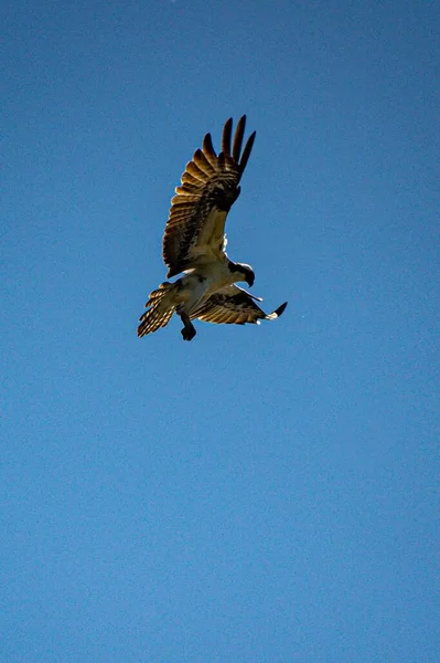 Low Angle Shot Osprey Open Wings Soaring Blue Sky — Stock Photo, Image