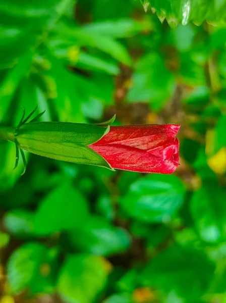 Fresh Green Hibiscus Rosa Sinensis Flowers Plants Garden Фото — стоковое фото