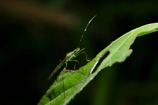 Een Close Van Leptocorisa Acuta Padie Earhead Bug Een Plant — Stockfoto