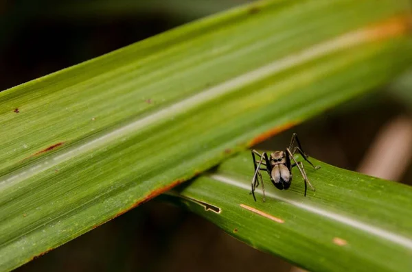 Primer Plano Una Araña Mirmarachne Sobre Una Hoja Verde — Foto de Stock