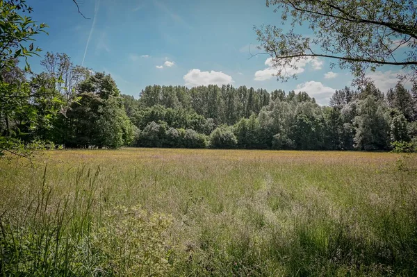 Green Field Meerdaalwoud National Forest Sunny Day Oud Heverlee Belgium — Stock Photo, Image