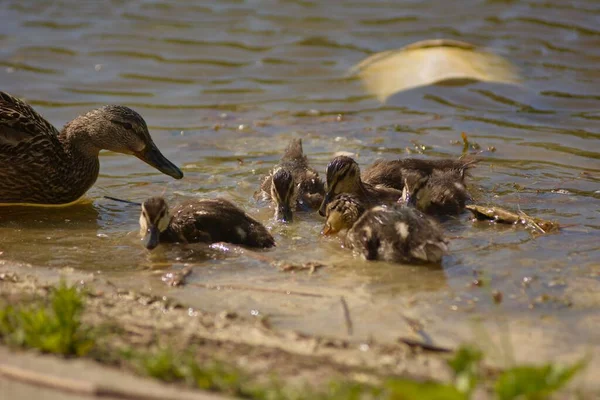 Eine Niedliche Stockentenfamilie Isst Einem Teich — Stockfoto