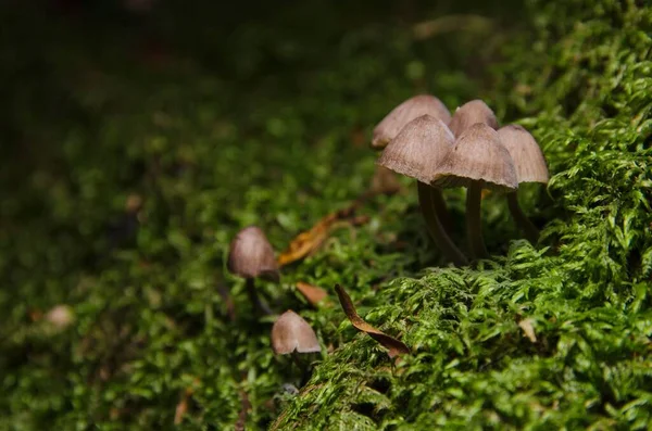 Small Clustered Bonnet Mushrooms Growing Together Grass — Stock Photo, Image
