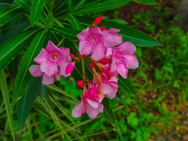 Eine Frische Grüne Nerium Oleander Blumen Pflanzen Einem Garten Foto — Stockfoto