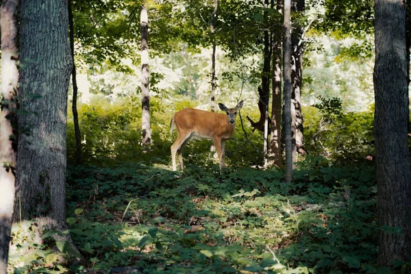 Bébé Cerf Debout Sur Terrain Herbeux Dans Forêt — Photo