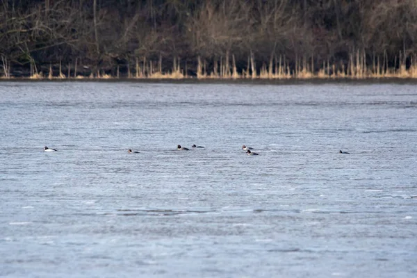 Gros Plan Gadwalls Nageant Dans Eau — Photo