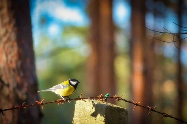 Closeup Great Tit Bird Perching Wire Isolated Blurred Background — Zdjęcie stockowe