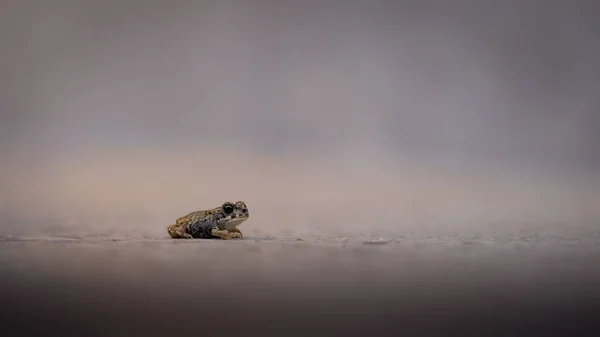 Ένας Μικρός Βάτραχος Στο Έδαφος — Φωτογραφία Αρχείου