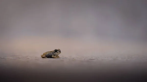 Een Kleine Kikker Grond — Stockfoto