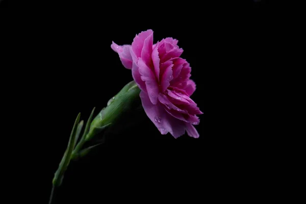 Una Flor Rosa Púrpura Flor Aislada Rosa Cabeza Fondo Negro —  Fotos de Stock