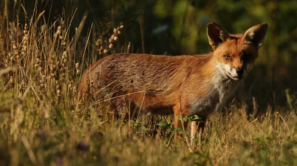 Selectivo British Red Fox Vulpes Vulpes —  Fotos de Stock
