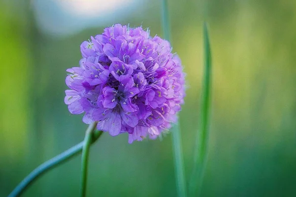 Неглибокий Фокус Фіолетової Квітки Розмитому Зеленому Фоні — стокове фото