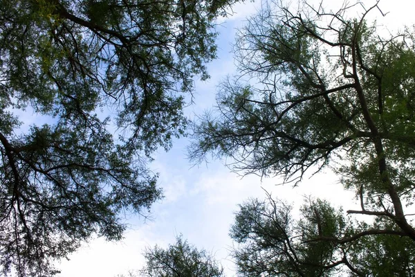 Widok Dołu Zielone Drzewo Błękitne Niebo — Zdjęcie stockowe