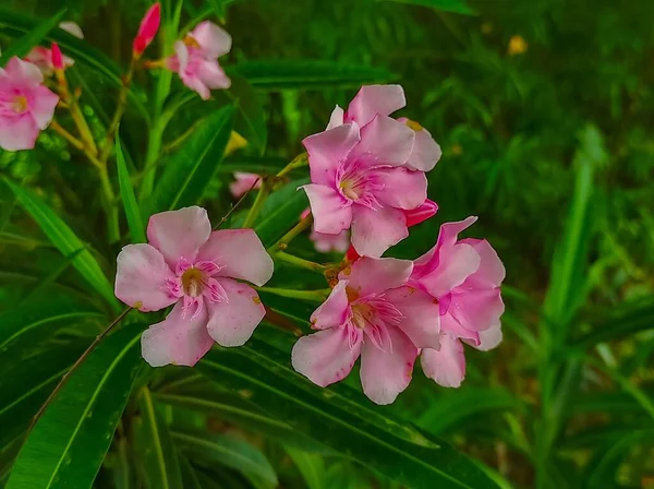 Ένα Φρέσκο Πράσινο Nerium Oleander Λουλούδια Φυτά Μια Φωτογραφία Στον — Φωτογραφία Αρχείου