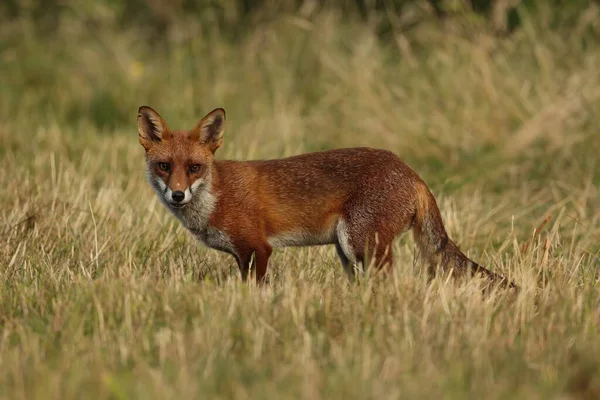 Selective British Red Fox Vulpes Vulpes — Stock Photo, Image
