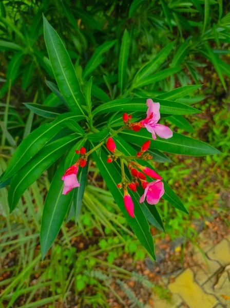 Egy Friss Zöld Nerium Olajfa Virágok Növények Egy Kertben Fénykép — Stock Fotó